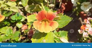 Image result for Phrymaceae