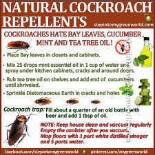We stop pests before they get in. Diy Aggressive Cockroach Repellents Cockroach Repellent Repellents Natural Pest Control