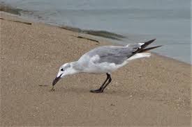 ズカンドットコム