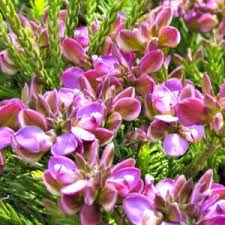 Image result for Polygala gazensis