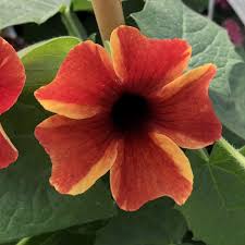 Image result for Thunbergia dregeana