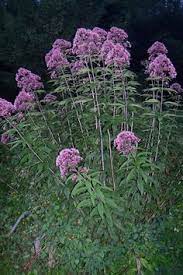 Check spelling or type a new query. 92 West Virginia Wildflowers Ideas Wild Flowers West Virginia Virginia