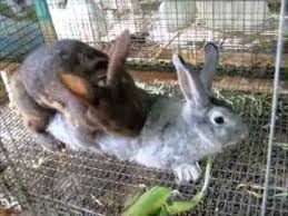 This is so he can fully mature and reach adulthood. How To Breed Your Rabbit Doe Sometimes Its Easy Sometimes Not Rabbit Rabbit Cages Rabbit Breeds