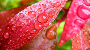 We have a massive amount of hd images that will make your computer or smartphone look absolutely fresh. 50 Beautiful Rain Wallpapers For Your Desktop Mobile And Tablet Hd