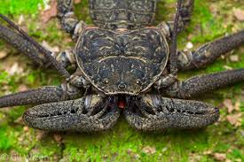 Image result for Amblygonocarpus