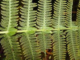 Image result for Amauropelta bergiana