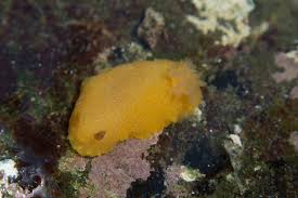 Image result for Bulbostylis nudiuscula