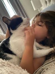 Pets For Adoption in Illinois