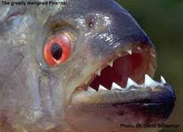 Tafsir/erek erek mimpi memancing ikan lele. 86 Gambar Ikan Piranha Terbaik Gambar Pixabay