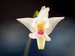 Image result for Stolzia