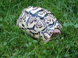 Die pantherschildkröte (stigmochelys pardalis) gehört zu den landschildkröten und stammt aus süd allgemeine informationen über pantherschildkröten, haltung, ernährung, terrarium & mehr. Mcmaster 2013 02