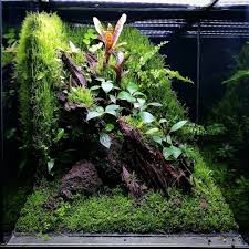 Paludarium 35x40x50 Maduro Con Mes Proximo Sabado En Expoterraria Paludarium Terrascaping Vivarium Lan Reptile Terrarium Frog Terrarium Freshwater Plants
