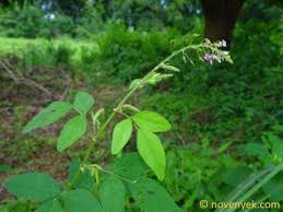 Image result for Desmodium tortuosum