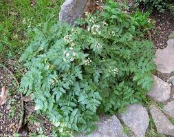 Image result for Pimpinella ledermannii