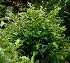 Image result for Flemingia strobilifera