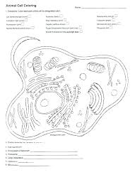 Animal cell mitosis coloring activity. Animal And Plant Cell Coloring Pages Coloring Home