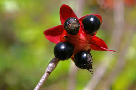 Image result for Ochna natalitia