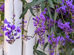 Image result for Hardenbergia comptoniana