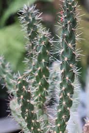 Image result for Opuntia imbricata