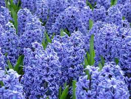 We did not find results for: Hyacinths How To Plant And Care For Hyacinth Hgtv