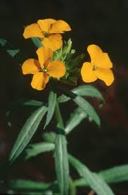 Image result for Eriosema pumilum