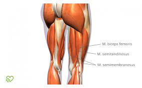 In human anatomy, a hamstring (/ˈhæmstrɪŋ/) is any one of the three posterior thigh muscles in between the hip and the knee (from medial to lateral: Hamstring Schmerzen Schmerzen Im Oberschenkel Hinten Ursachen Behandlung Onmeda De