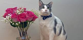 But as the 19th century turned into the 20th and pet owners became more distressed over their dogs' flea problems, some of the chemicals in flea dips became much more toxic. Mother S Day Bouquets What S Safe For Pets Aspca