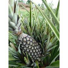 Check spelling or type a new query. Buy Sulur Nanas Yankee Jenis Saiz Kecil Seetracker Malaysia