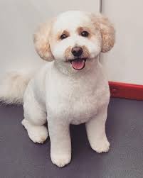 Fur Exclusive Mobile (@furexclusivemobile) • Instagram photos and videos