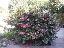 Camellia Sasanqua Shishi Gashira Is One Of My Favorite Camellias Because It Blooms In December January And Sometimes Front Yard Plants Shade Garden Garden Images