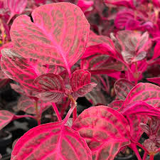 Image result for Iresine