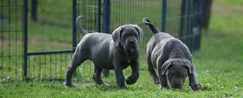 Should there not be any cane corso puppy listings shown, please complete the form accordingly to register your interest in buying an cane corso. Cane Corsos Breeding Cane Corso Puppies For Sale Buy Cane Corso Online Italian Mastiff Cane Corso Breed