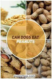 Can Dogs Eat Peanuts Puppyfaqs Can Dogs Eat Foods Dogs Can Eat Dog Food Recipes