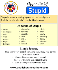 Opposite Of Stupid Antonyms Of Stupid Meaning And Example Sentences English Grammar Here