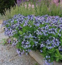 Maybe you would like to learn more about one of these? Amsonia Blue Ice Bluestar From North Creek Nurseries Plants Perennials Planting Flowers