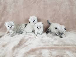 Search for new homes, open houses for sale in dallas, tx. Persian Cats For Sale Denver Co 298692 Petzlover