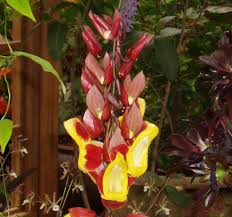 Image result for Thunbergia mysorensis