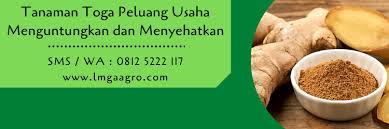 Maybe you would like to learn more about one of these? Tanaman Toga Peluang Usaha Menguntungkan Dan Menyehatkan