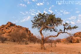 Image result for Boscia albitrunca