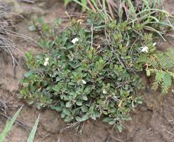 Image result for Dyschoriste radicans