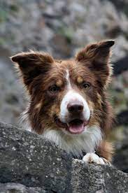 Red Tri Male Border Collie Blue Moon Forest Land Chilabo The Dodge Hunde Australian Shepherd Hunderassen