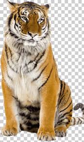 Comienza en la comodidad de su oficina de munna contándonos, o. Tigre Chino Png Klipartz