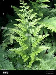 Image result for Microlepia speluncae