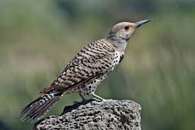 And northern flicker has just released a new album that you can listen to here: Northern Flicker Colaptes Auratus Bird