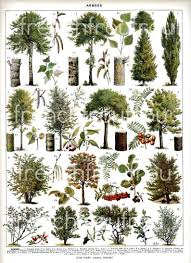 Vintage Francais Illustration Foret Arbres En Telechargement Illustration Francaise Illustration D Arbre Illustration