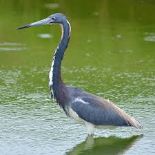 Bird With Long Legs And Long Beak Tricolored Heron The Herons Are Long Legged Freshwater Coastal Birds With 64 Recognized Species Although Herons Resemble Birds In Some Other Families Such