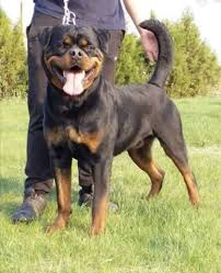 We did not find results for: Rottweiler Tails To Dock Or Not To Dock Mississippi Rottweilers
