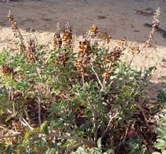 Image result for Crotalaria barkae