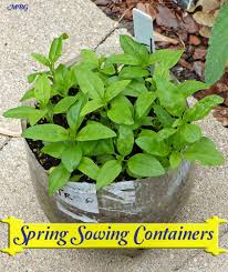 Spring Sowing Containers For Tropical Milkweed Milkweed Seeds Butterfly Garden Plants Milkweed