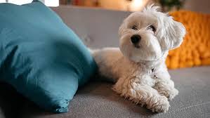 It contains lauric acid, which has antibacterial. Alopecia In Dogs Causes Treatment Purina